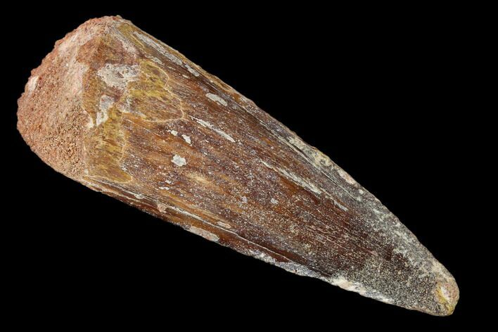 Bargain, Spinosaurus Tooth - Real Dinosaur Tooth #159343